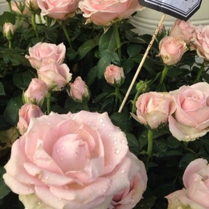 女学生洗澡AAA毛片
